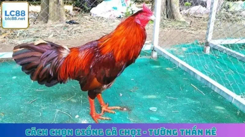 Cách Chọn Giống Gà Chọi