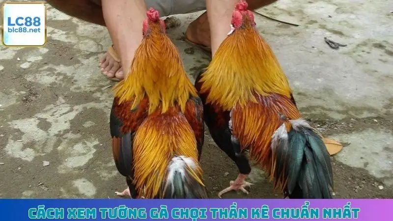 Cách Xem Tướng Gà Chọi Thần Kê