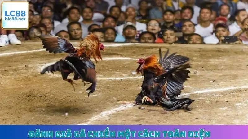 Đánh giá gà chiến một cách toàn diện