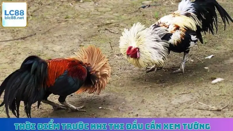 Thời điểm trước khi thi đấu cần xem tướng